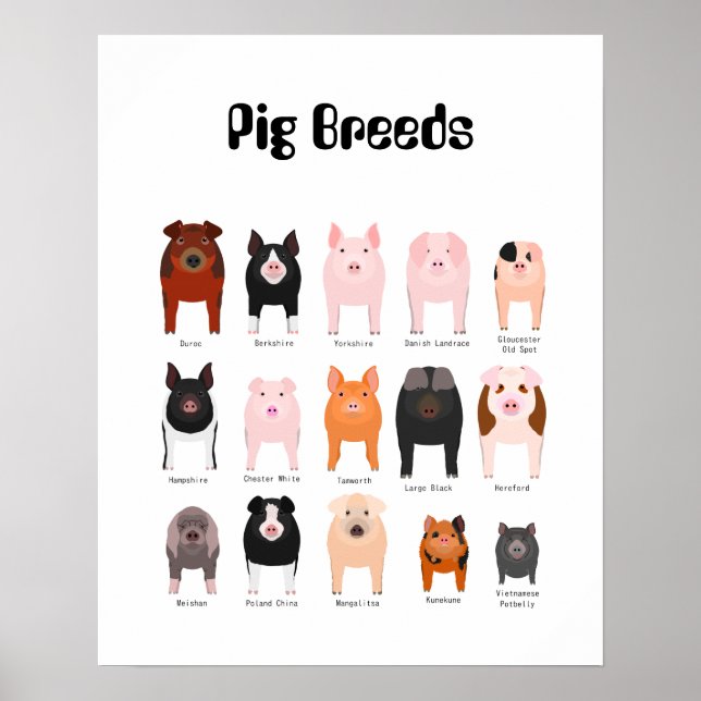 affiche de la race de porc (Devant)