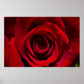 Affiche de la Rose rouge