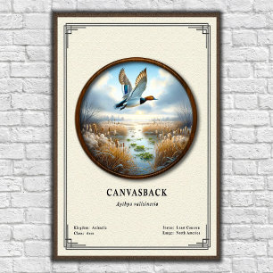 Affiche de la série de zoologie Canvasback