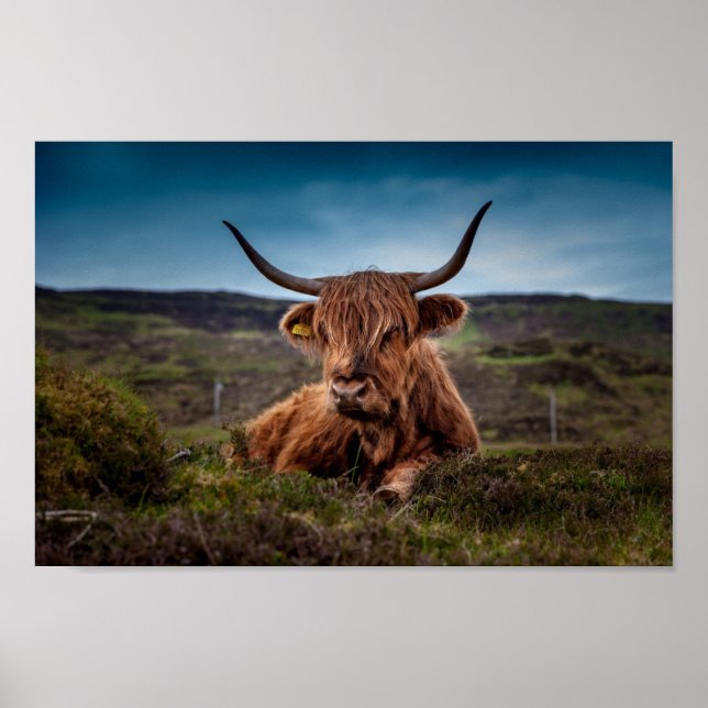 Affiche de la vache écossaise Highland en pâturage (Devant)