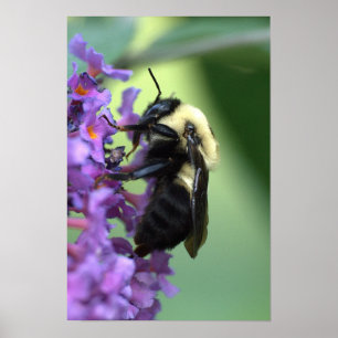 Affiche de l'abeille miel