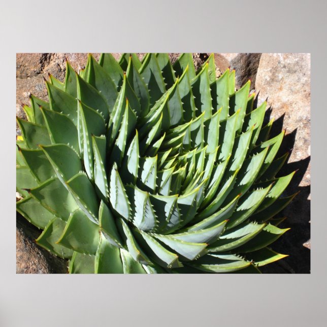 Affiche de l'aloe spirale (Devant)