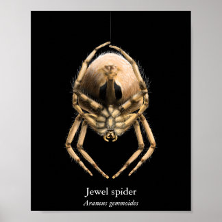 Affiche de l'araignée joyau (semi-brillant)