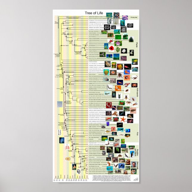 Affiche de l'évolution de l'arbre de vie (Devant)
