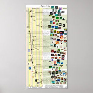 Affiche de l'évolution de l'arbre de vie