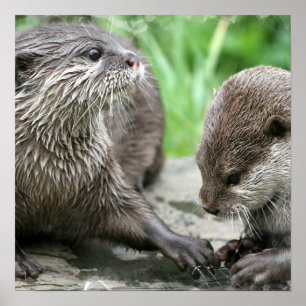 Affiche de l'habitat d'Otter
