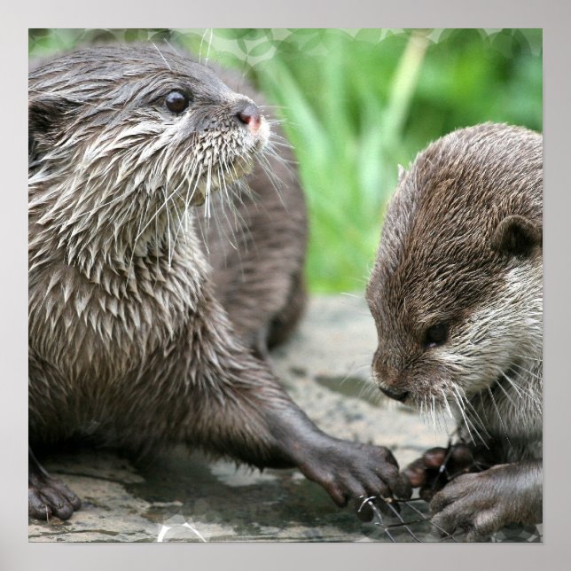 Affiche de l'habitat d'Otter (Devant)