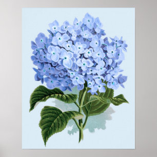 Affiche de l'hortensia bleu vintage