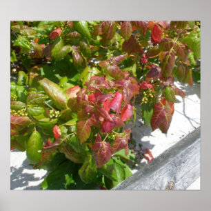 Affiche de lierre de poison