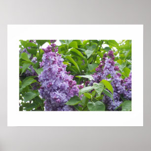 Affiche de lilas