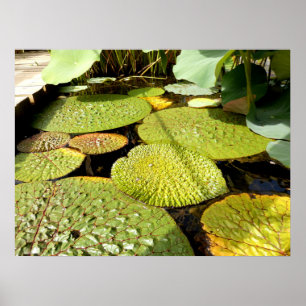 Affiche de Lily Pad