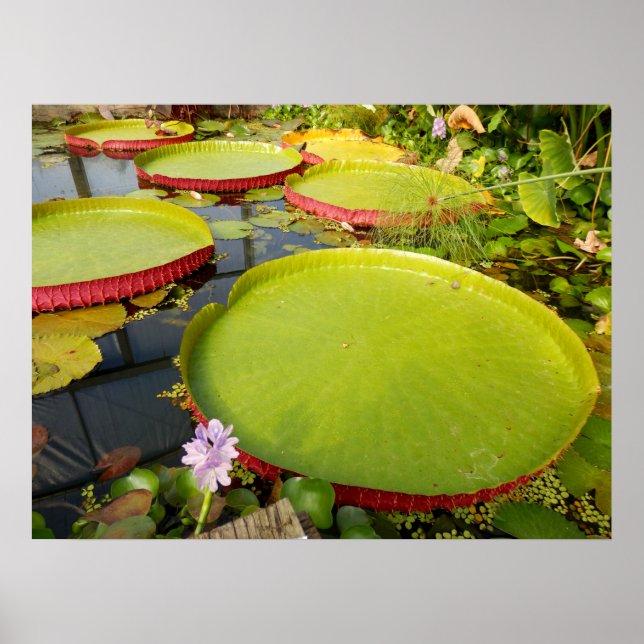 Affiche de Lily Pad (Devant)