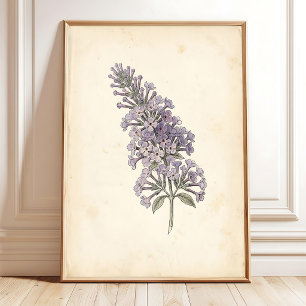 Affiche de l'impression botanique papillon vintage