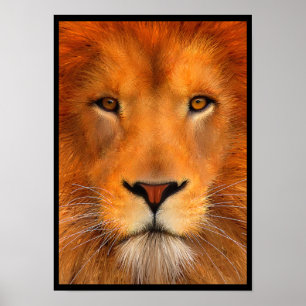 Affiche de lion de Simha
