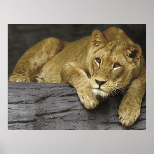 Affiche de lionne (Devant)