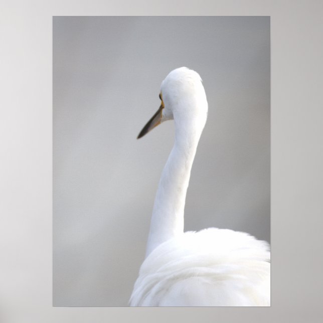 Affiche de l'oiseau aigrette (Devant)