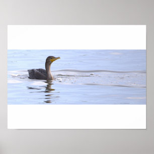 Affiche de l'oiseau cormoran à double crête