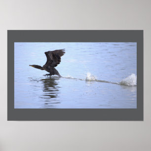 Affiche de l'oiseau cormoran à double crête
