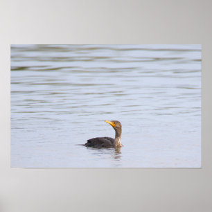Affiche de l'oiseau cormoran à double crête