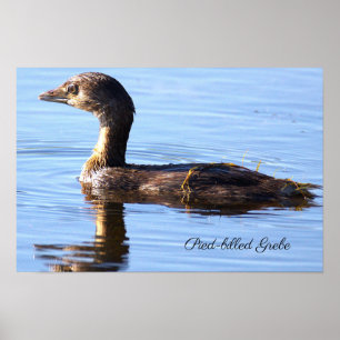 Affiche de l'oiseau Grèbe à bec bigarré