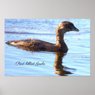 Affiche de l'oiseau Grèbe à bec bigarré