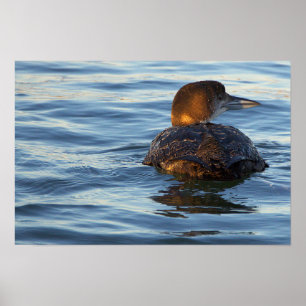 Affiche de l'oiseau plongeon commun