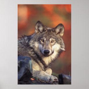 Affiche de loup gris
