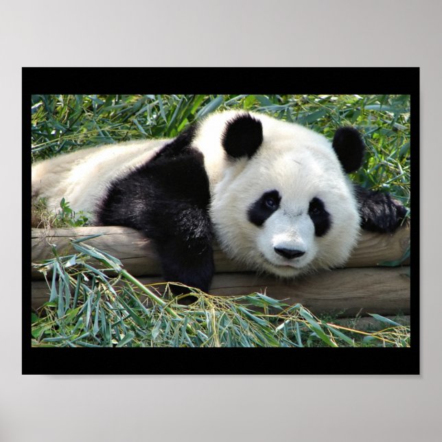 Affiche de l'ours de Panda (Devant)