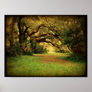 Affiche de Lowcountry Live Oak