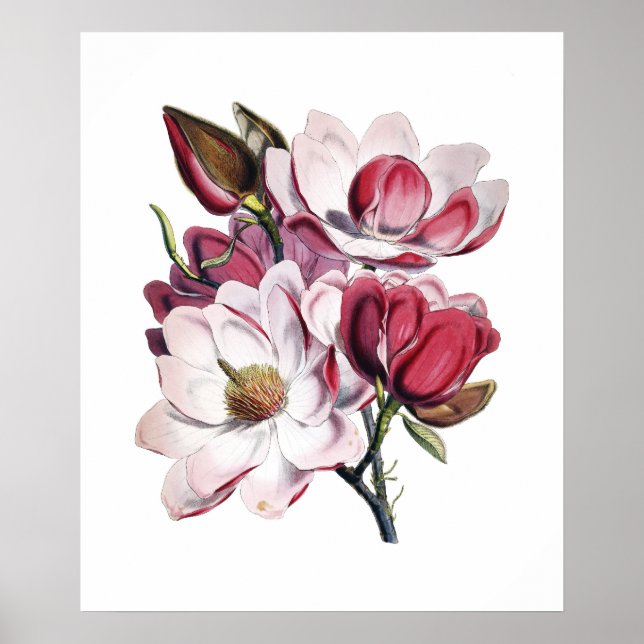 Affiche de Magnolia (Devant)