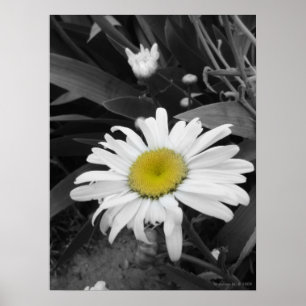 Affiche de marguerite Gagnant-Noire et blanche de