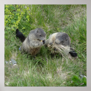 Affiche de marmottes