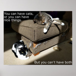 Affiche de mème sur la vérité sur les chats