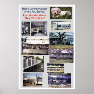 Affiche de misère de race de moulins de chiot