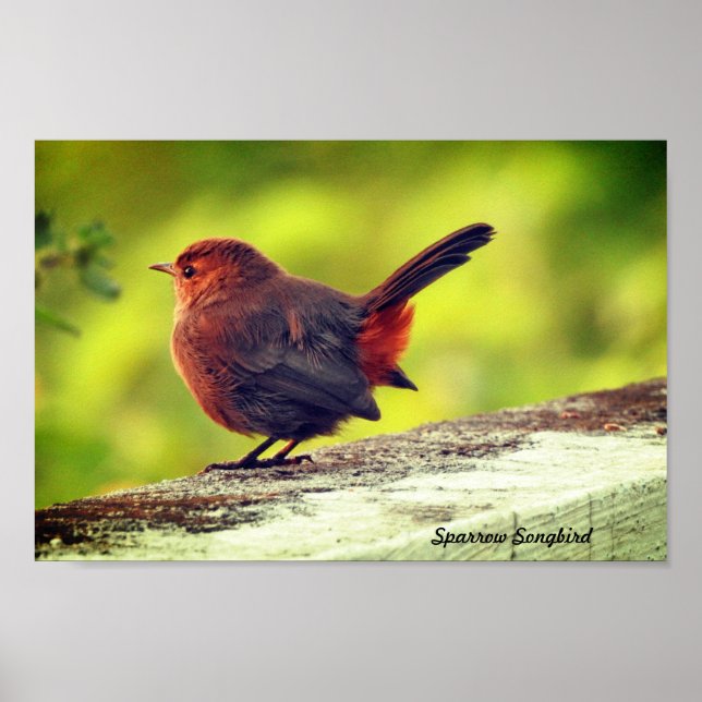 Affiche de moineau perché (Devant)