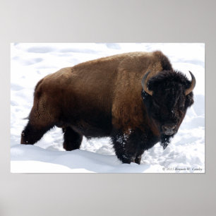 Affiche de neige de bison