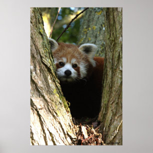 affiche de panda rouge
