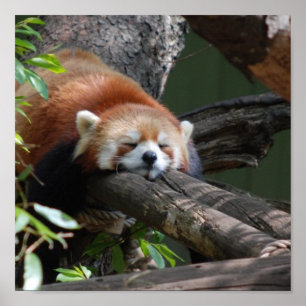 Affiche de panda rouge de sommeil