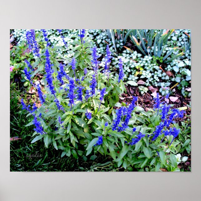 Affiche de papier de fleurs de Salvia violette (Br (Devant)