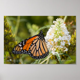 Affiche de papillon de monarque