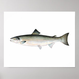 Affiche de pêche - poisson de saumon atlantique