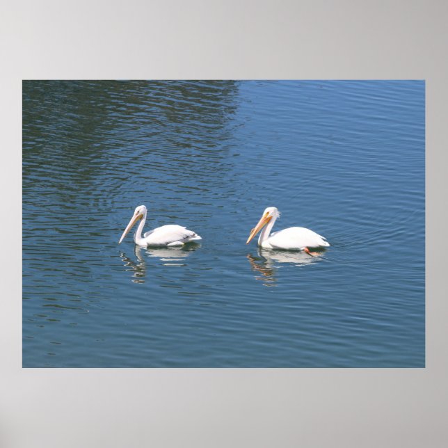 affiche de pélicans blancs (Devant)