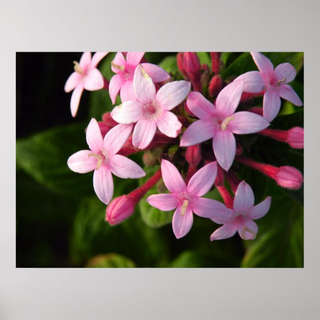 Affiche de Pentas (Devant)