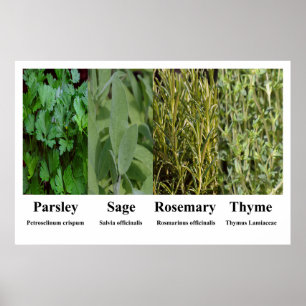 Affiche de persil, sauge, romarin et thym, herbes