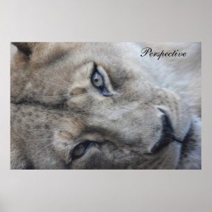 Affiche de perspective de lion