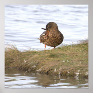 Affiche de photo de canard