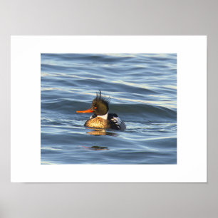 Affiche de photo de canard