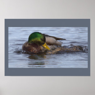 Affiche de photo de canard colvert