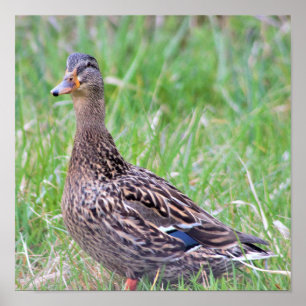 Affiche de photo de canard colvert