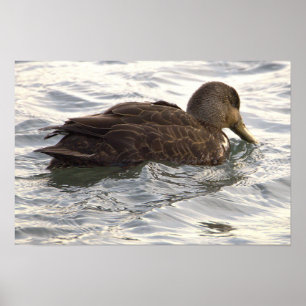 Affiche de photo de canard noir
